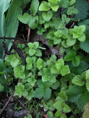 Clinopodium douglasii