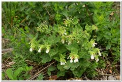Symphytum tauricum