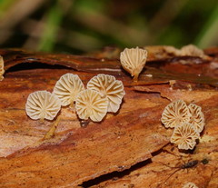 Marasmiellus affixus