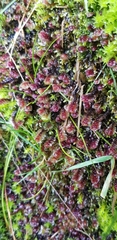 Scapania undulata