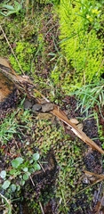 Scapania undulata