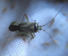 Closterotomus trivialis