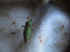 Closterotomus trivialis