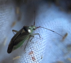 Closterotomus trivialis