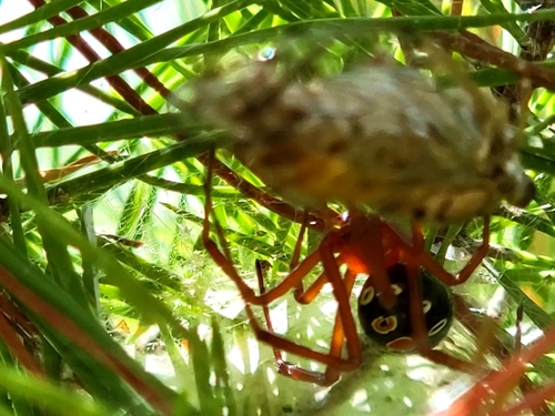 Red Widow photo 5