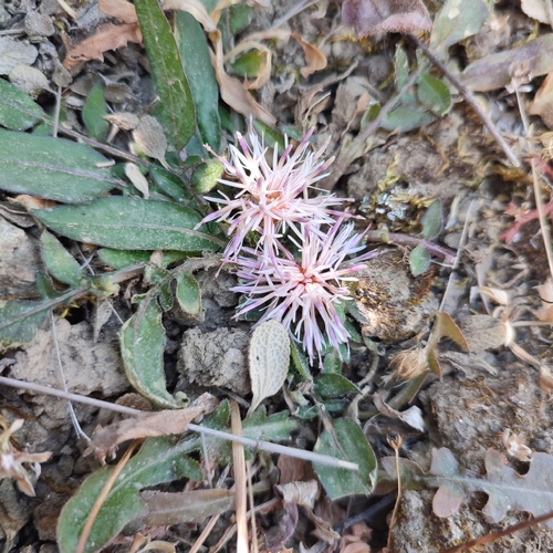Image of Centaurea raphanina by no rights reserved