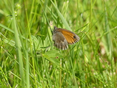 Coenonympha pamphilus