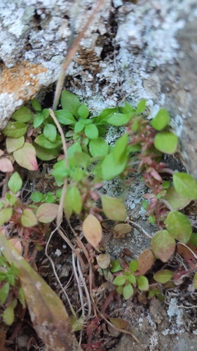 Image of Parietaria cretica by no rights reserved