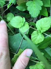 Clinopodium douglasii
