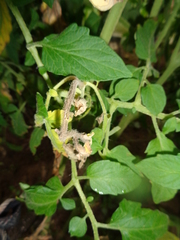 Botrytis