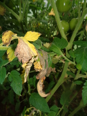 Botrytis