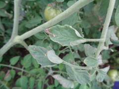 Botrytis