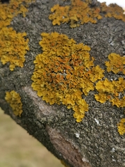 Xanthoria parietina