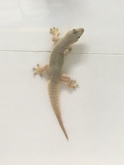 Hemidactylus platyurus