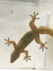 Hemidactylus platyurus