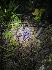 Plethodon cylindraceus