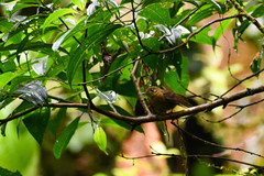 Myiobius villosus