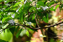 Myiobius villosus