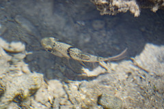 Sphaeramia orbicularis