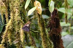 Myiobius villosus