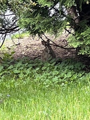 Sylvilagus floridanus