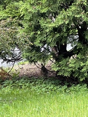 Sylvilagus floridanus