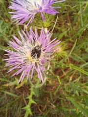 Oxythyrea funesta