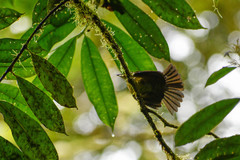 Myiobius villosus
