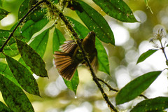 Myiobius villosus