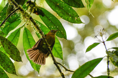 Myiobius villosus