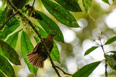 Myiobius villosus