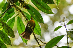 Myiobius villosus