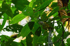 Chlorospingus semifuscus
