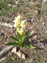 Dactylorhiza insularis