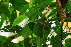 Chlorospingus semifuscus