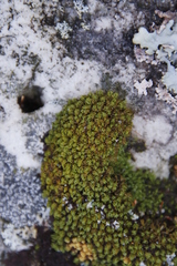 Hypodontium