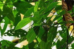Chlorospingus semifuscus
