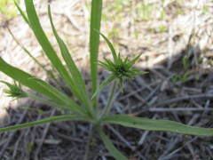 Plantago aristata