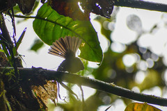 Myiobius villosus