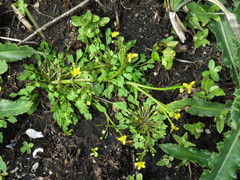 Ranunculus polyphyllus