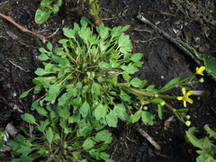 Ranunculus polyphyllus
