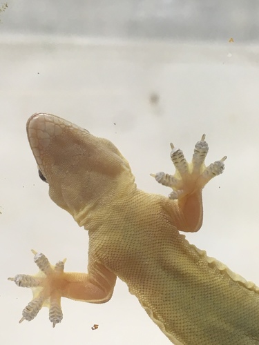 Flat-tailed House Gecko