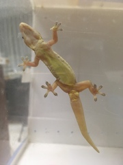 Hemidactylus frenatus