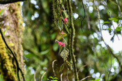 Columnea minor