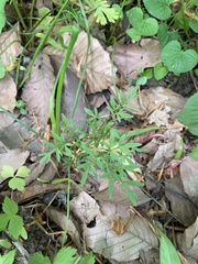 Erigenia bulbosa