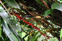 Pitcairnia stevensonii