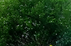 Coleonema pulchellum