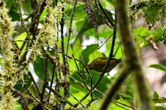 Chlorospingus flavigularis