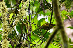 Chlorospingus flavigularis