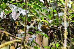 Chlorospingus flavigularis